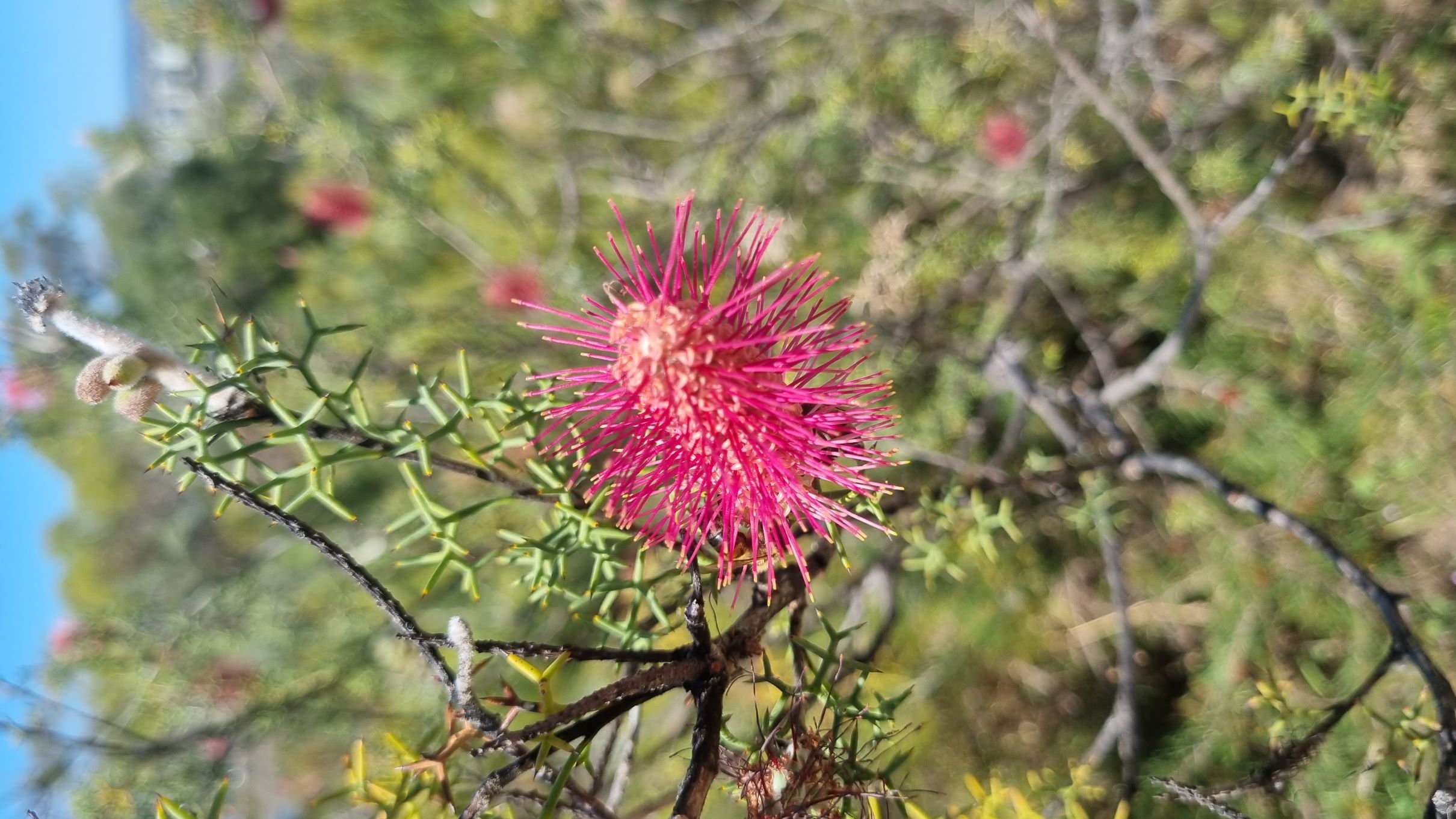 paradoxa